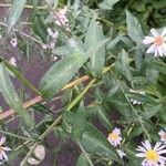 Symphyotrichum novi-belgii Leaf