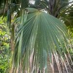 Pritchardia munroi Leaf