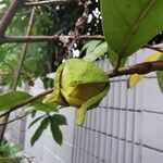 Annona glabra Fruit