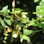 Acer sempervirens Blad