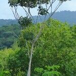 Cecropia peltata ശീലം