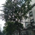 Pterocarpus indicus 葉