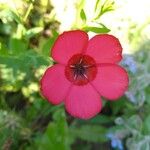 Linum grandiflorum Flower