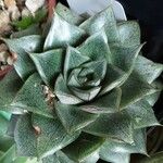 Echeveria purpusiorum Leaf