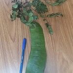 Entada polystachya Fruto