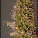 Agastache urticifolia Çiçek