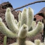 Cylindropuntia bigelovii عادت