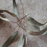 Eucalyptus camaldulensis Lehti