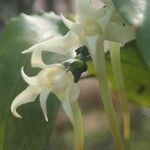 Cyrtorchis monteiroae Flower