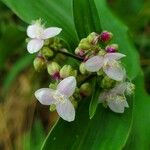 Callisia serrulata Flor