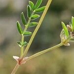 Hippocrepis scorpioides Folha