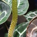 Anthurium crystallinum