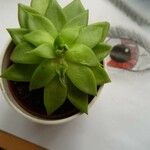 Echeveria agavoidesList