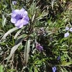 Ruellia simplexBlodyn