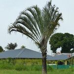 Dypsis decaryi Агульны выгляд