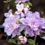 Rhododendron hippophaeoides Blodyn