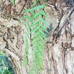 Schinus molle 葉