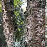 Betula grossa Bark