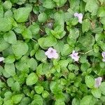 Ruellia geminiflora Cvet