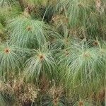 Cyperus papyrus Folha