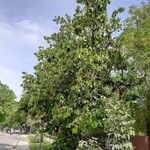 Pterospermum acerifolium Hábito