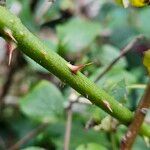 Rubus elegantispinosus Kaarna