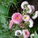 Bellis rotundifolia Цвят