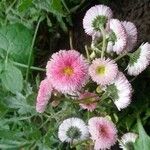 Bellis rotundifolia Flor