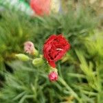 Dianthus caryophyllusÕis