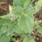 Jasminum fluminense Leaf