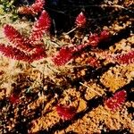 Celosia argentea Tabia