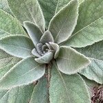 Verbascum phlomoides Blatt