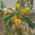 Senna surattensis Hoja