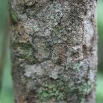 Antirhea borbonica Bark