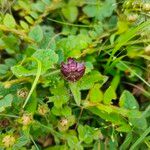 Prunella vulgarisFlower