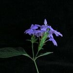 Eranthemum purpurascens Other