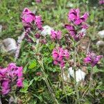 Pedicularis cenisia Flower