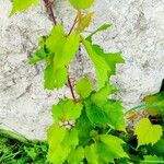 Vitis riparia Агульны выгляд