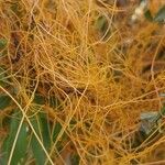 Astragalus canadensis Blad