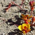 Hoffmannseggia minor Flower