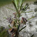 Salvia rosmarinusKwiat