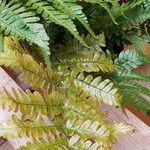 Dryopteris erythrosora葉