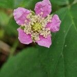 Rubus sprengelii 花