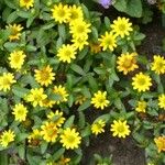 Sanvitalia procumbens Fula