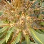 Pachypodium namaquanum Flor