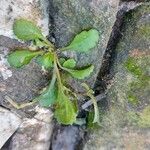 Mazus pumilus Leaf