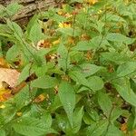 Polygonum lapathifolium Fulla