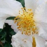 Camellia sasanqua Flor