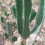 Euphorbia triangularis Leaf