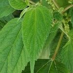 Boehmeria cylindrica Листок